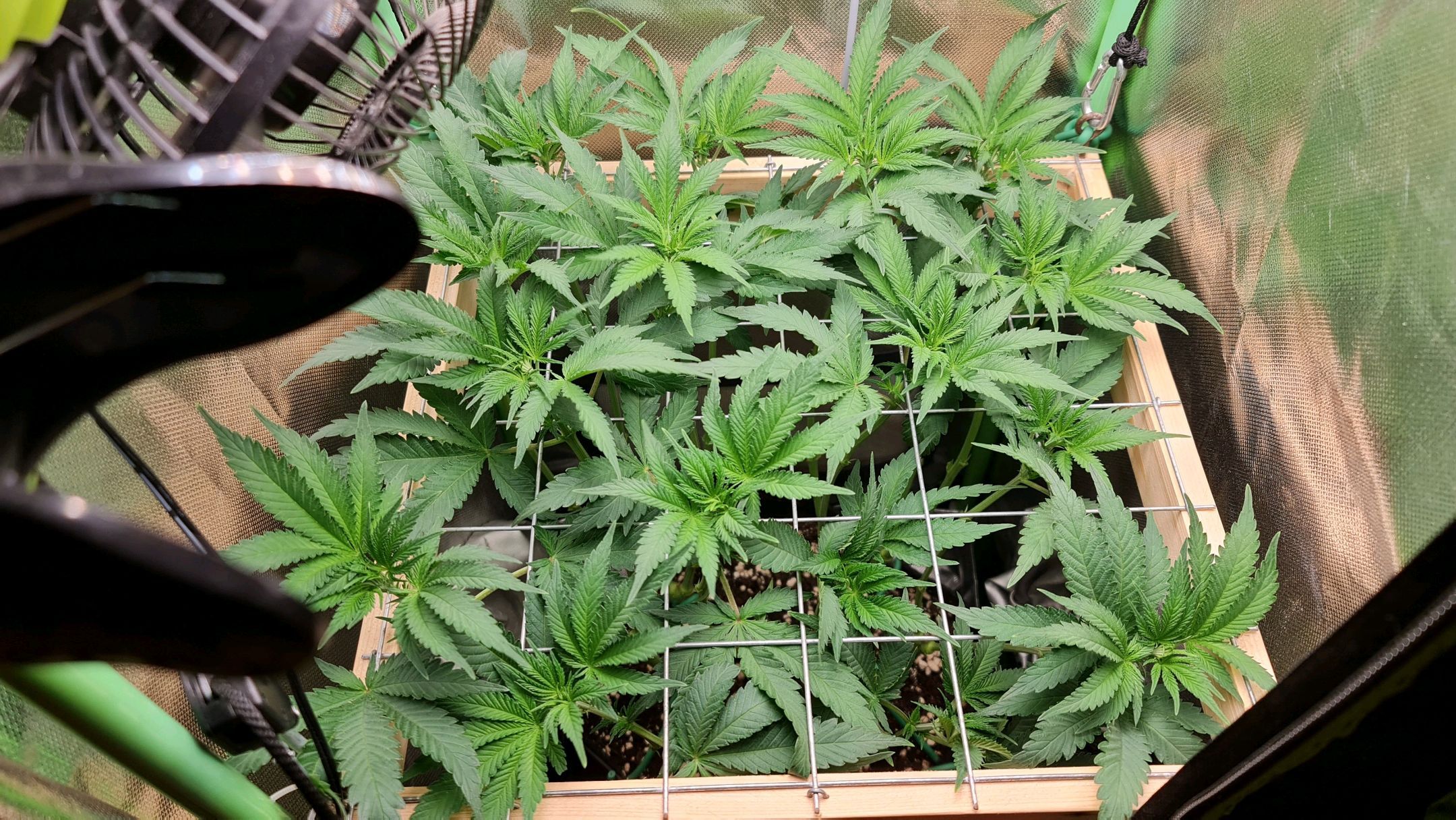 Critical Candy growlog photo 41