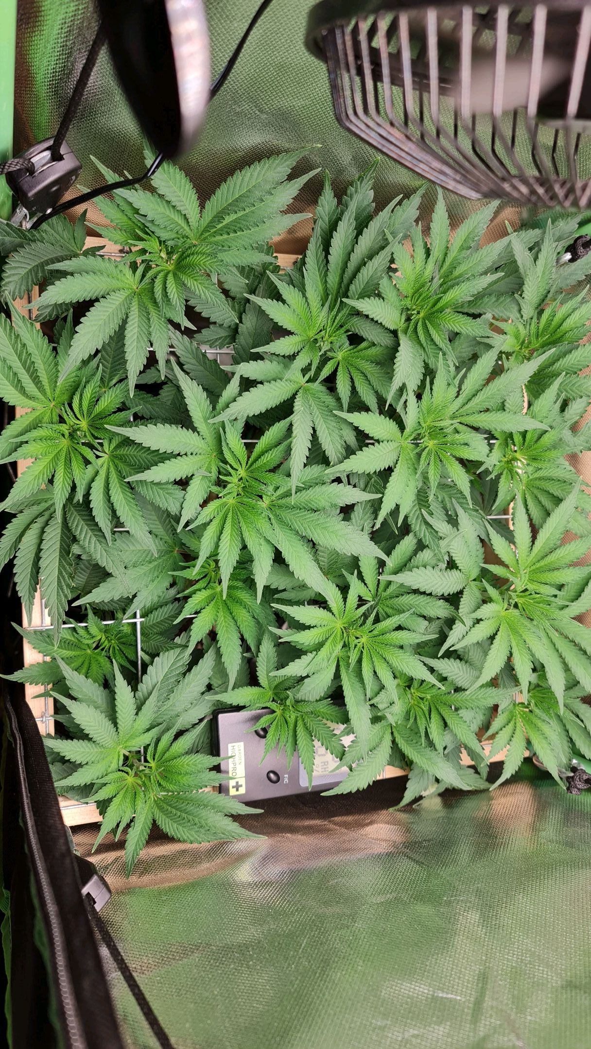 Critical Candy growlog photo 45