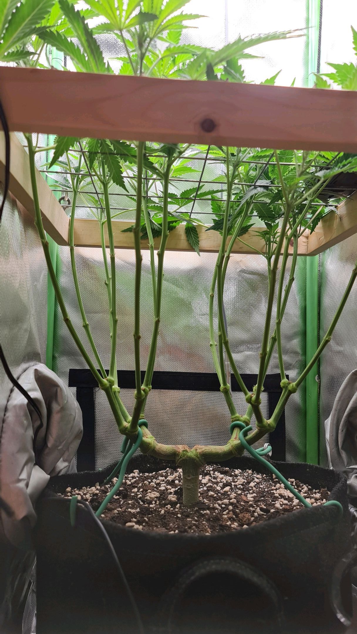 Critical Candy growlog photo 44