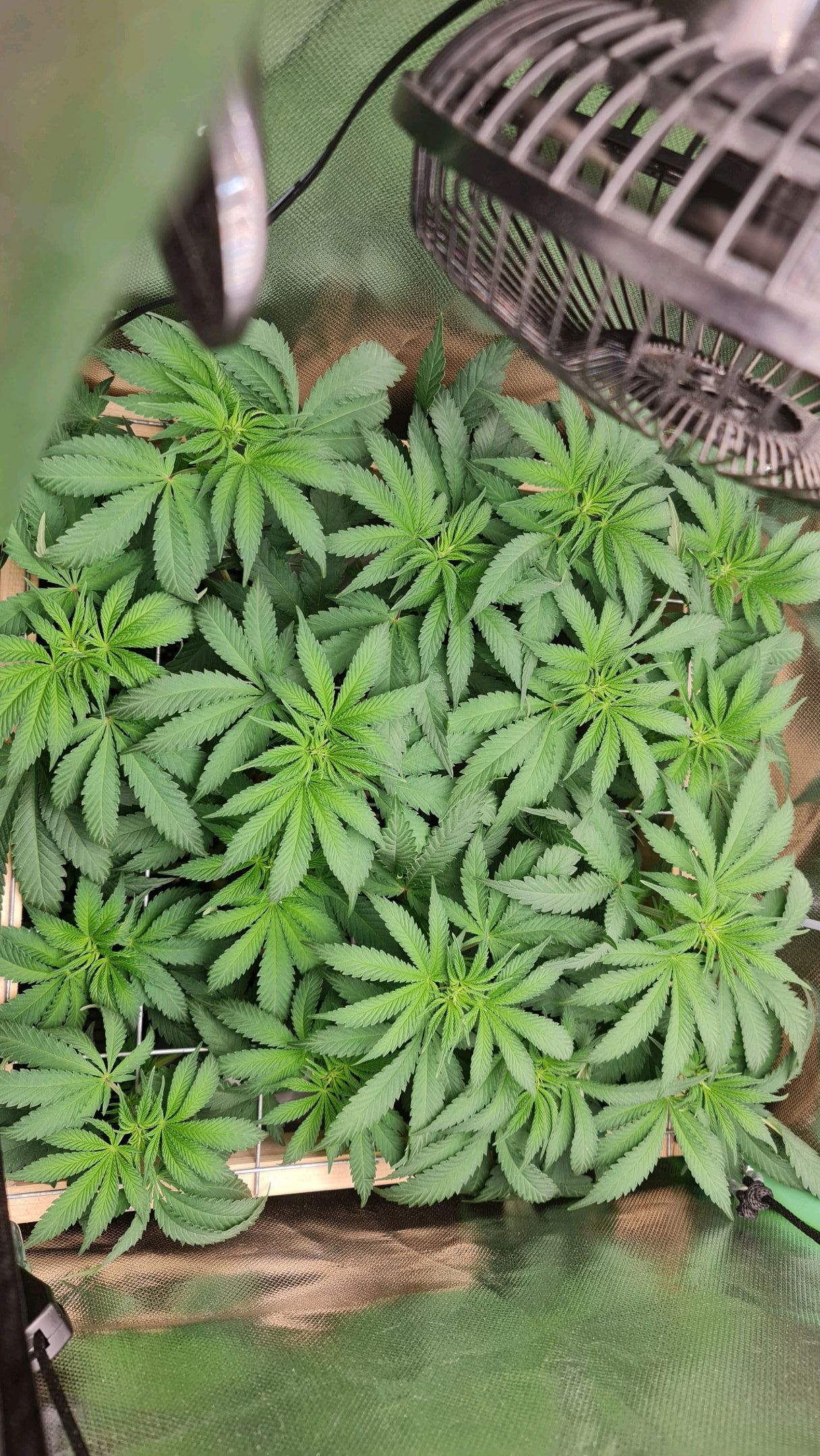 Critical Candy growlog photo 46