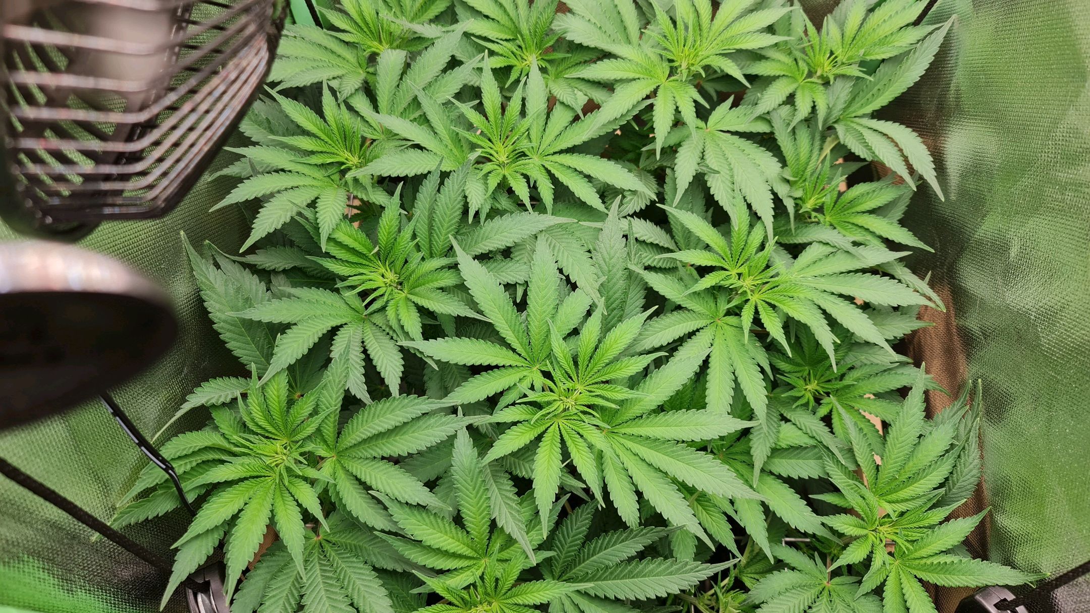 Critical Candy growlog photo 47
