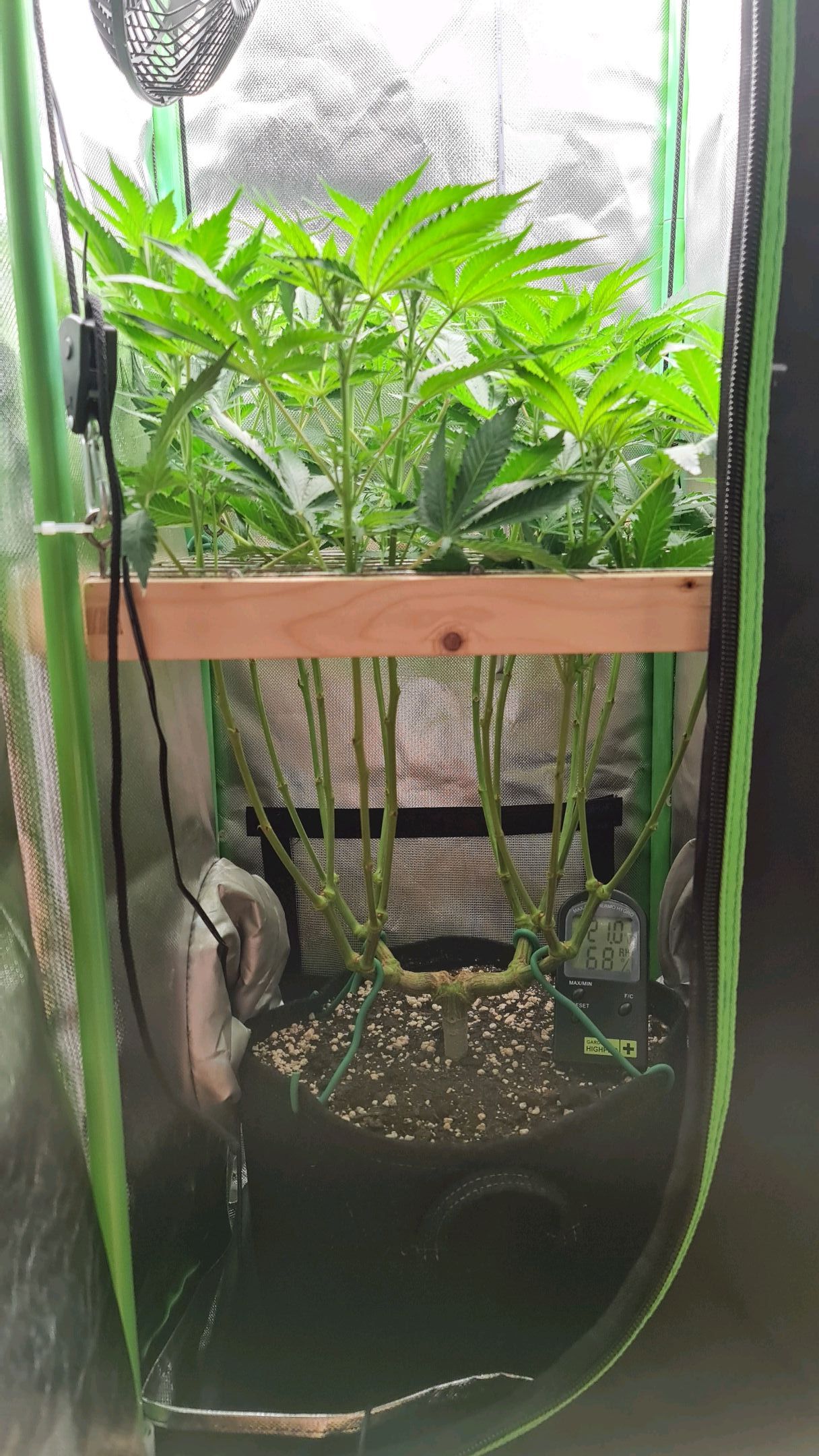 Critical Candy growlog photo 48