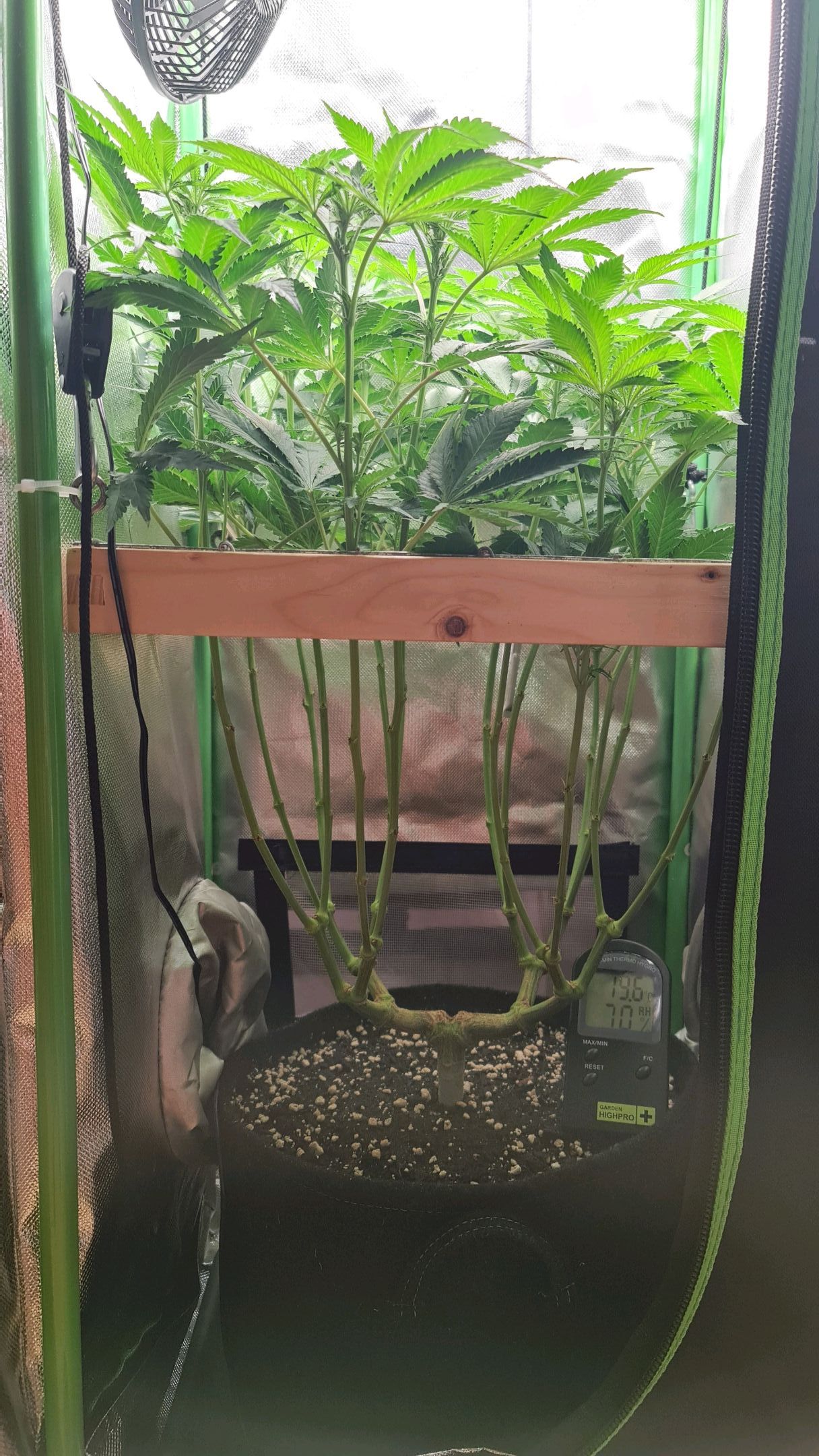 Critical Candy growlog photo 49