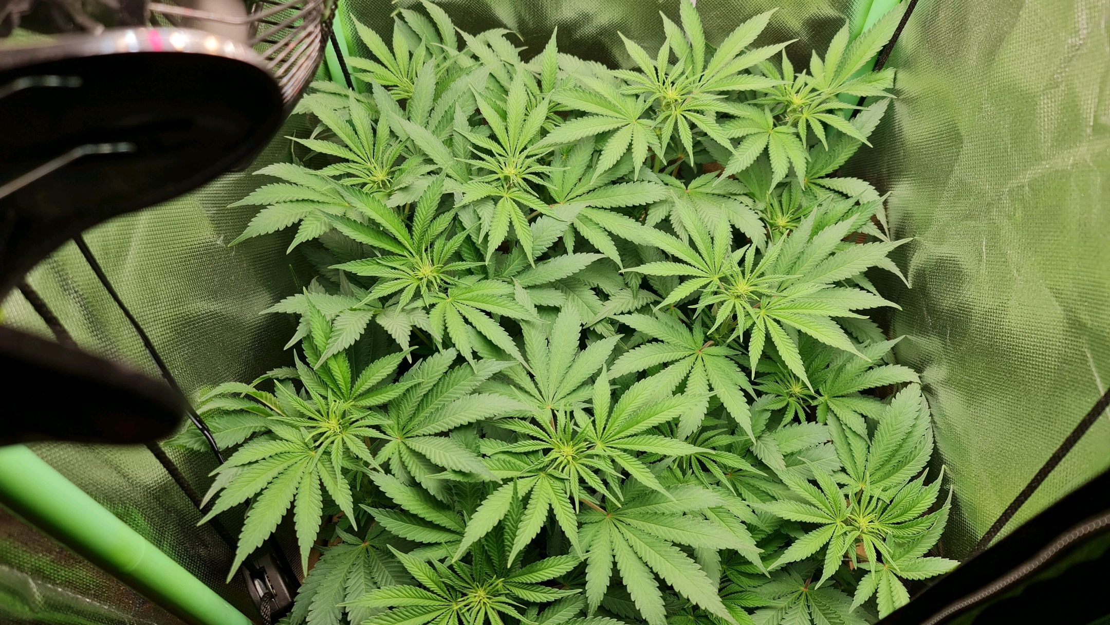 Critical Candy growlog photo 51