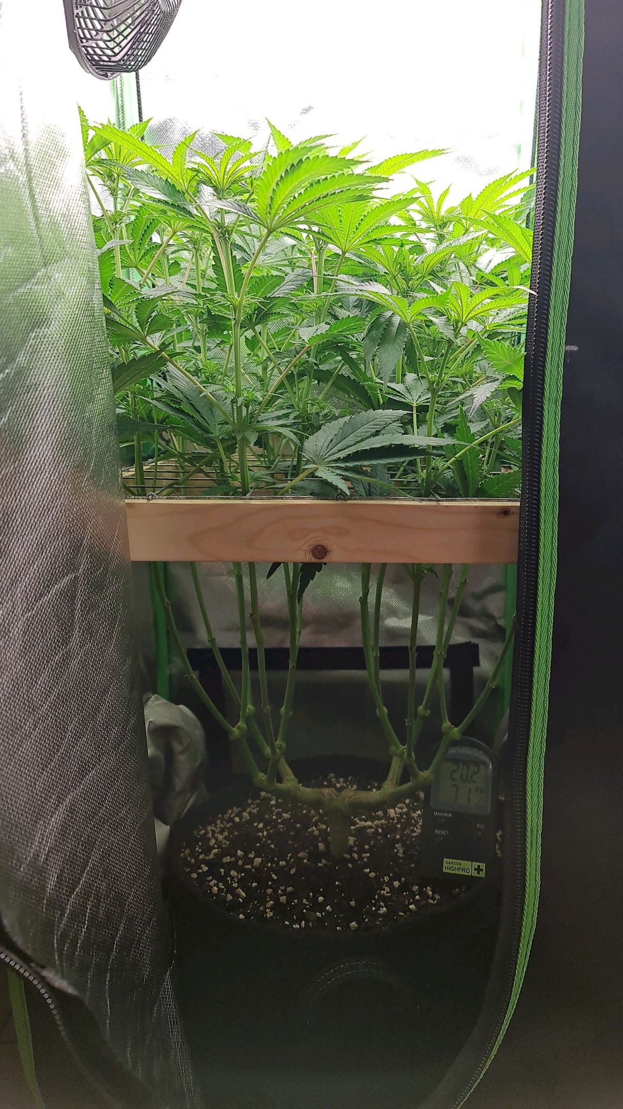 Critical Candy growlog photo 52