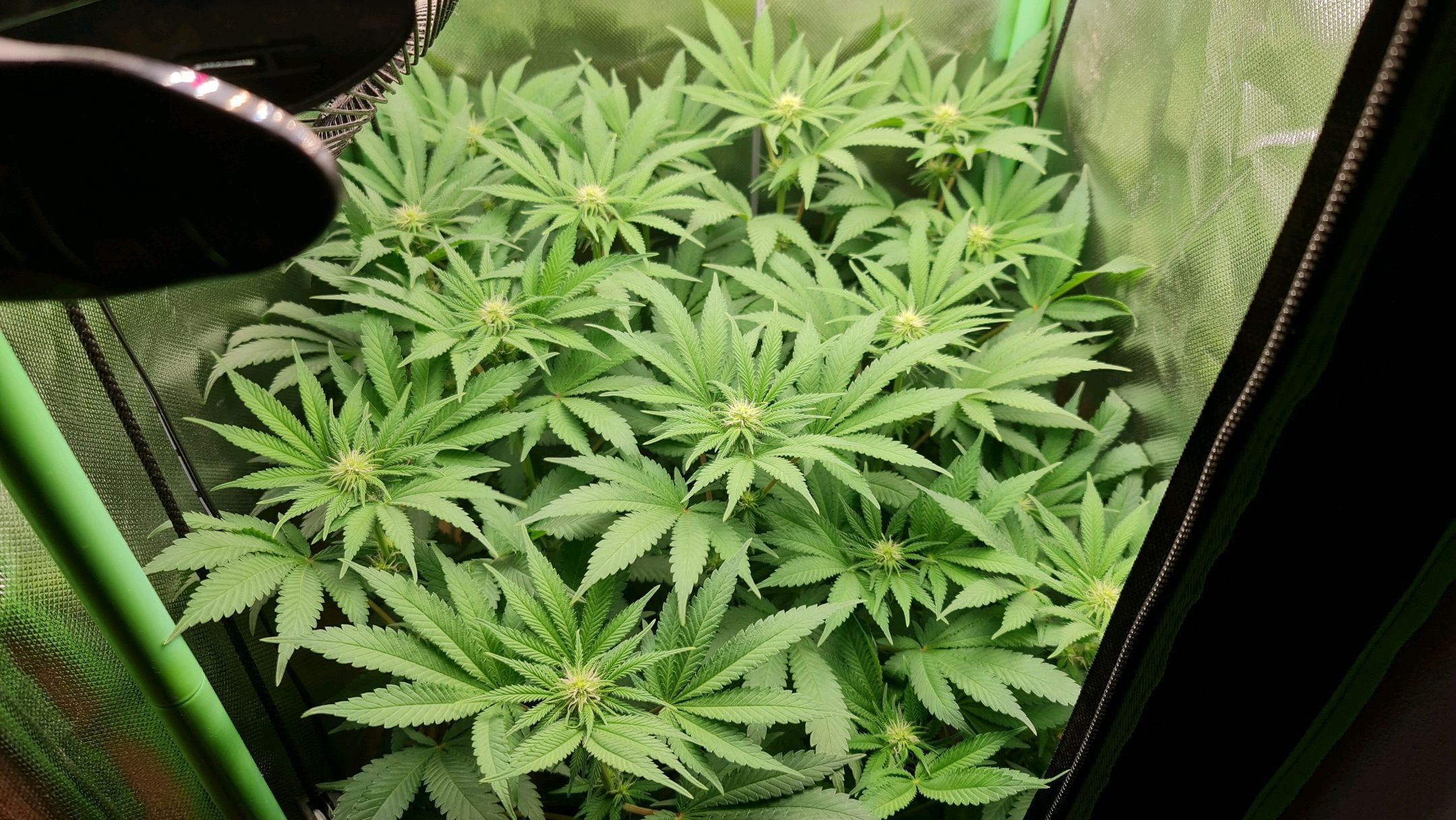 Critical Candy growlog photo 54