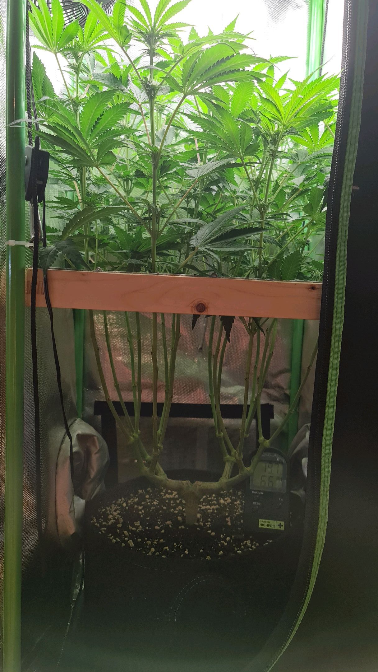 Critical Candy growlog photo 53