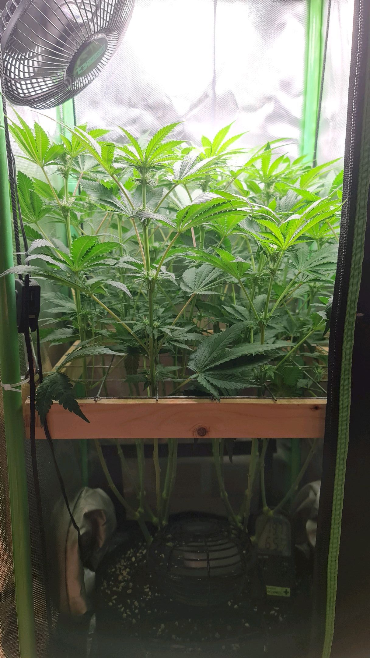 Critical Candy growlog photo 55