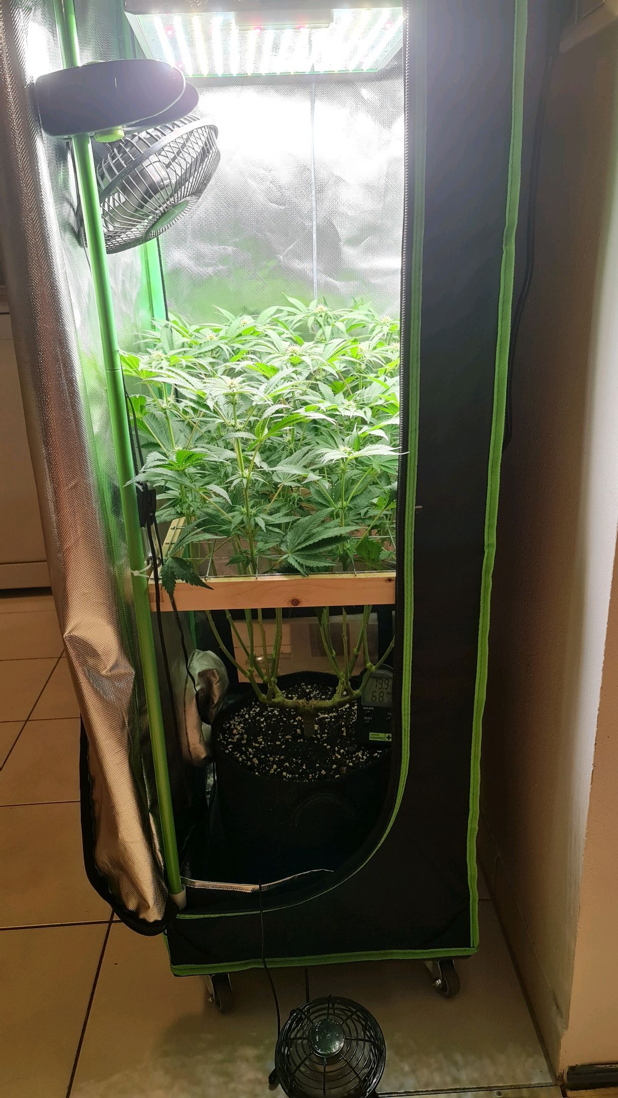 Critical Candy growlog photo 56