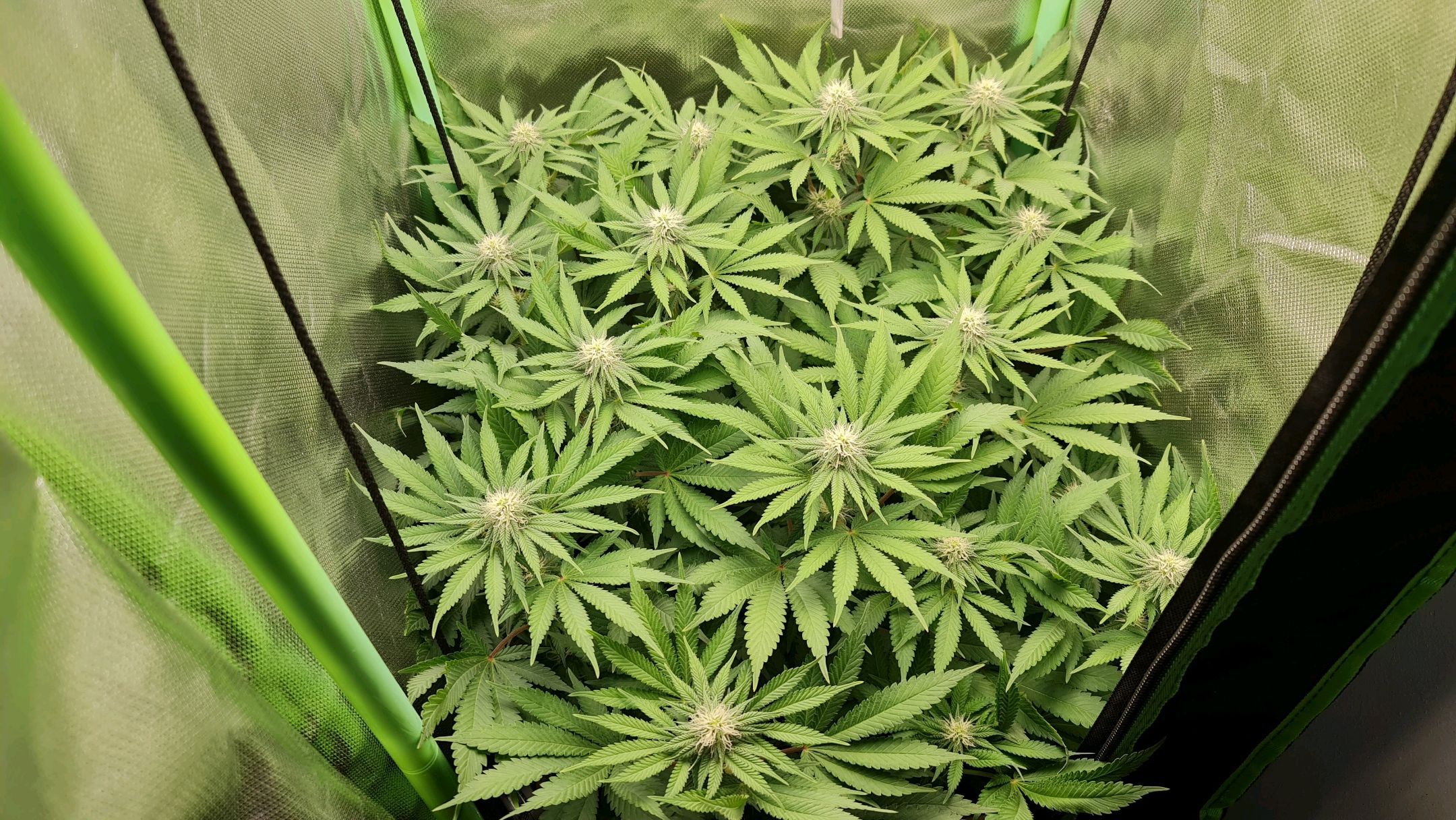 Critical Candy growlog photo 57