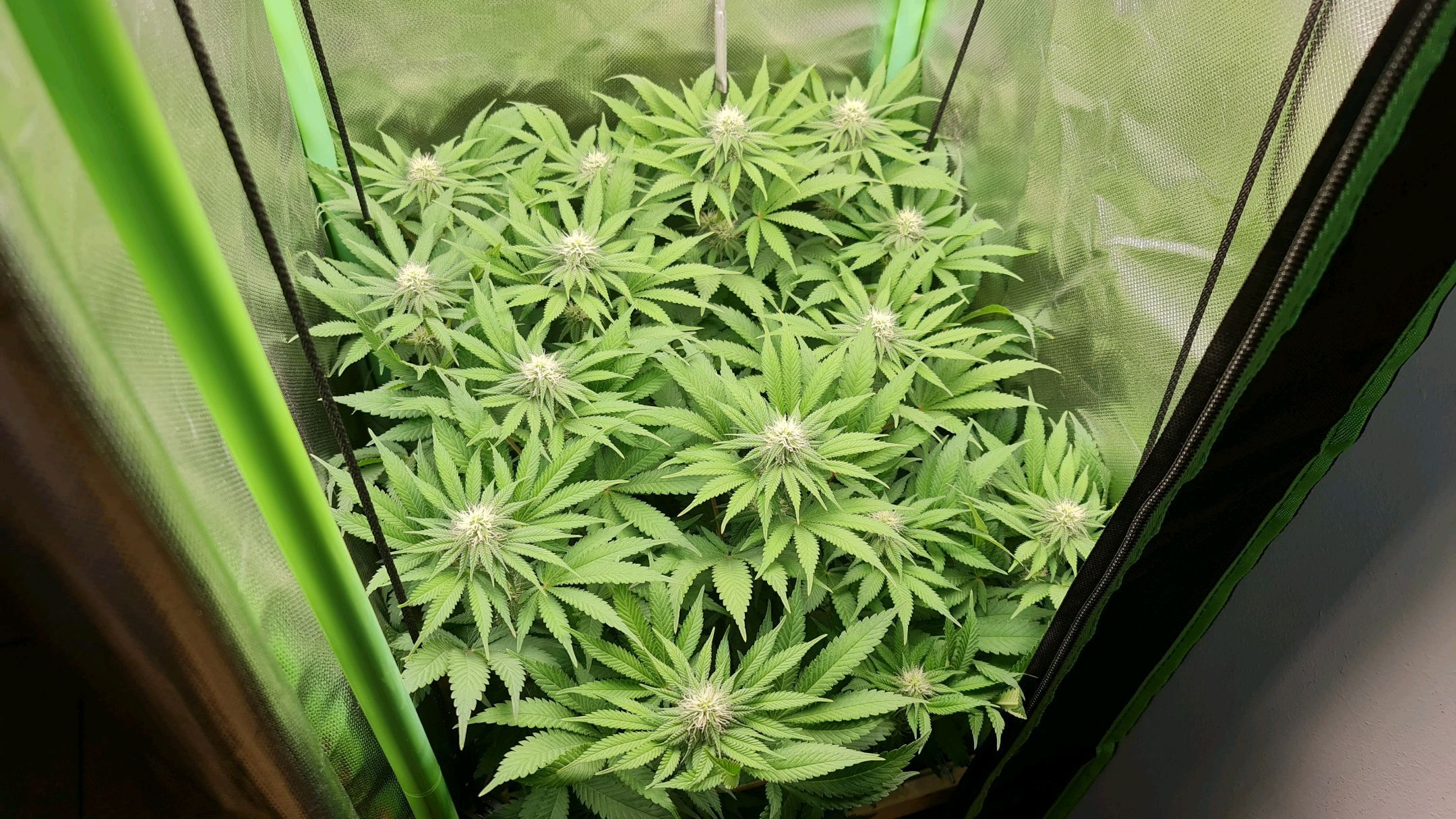 Critical Candy growlog photo 59