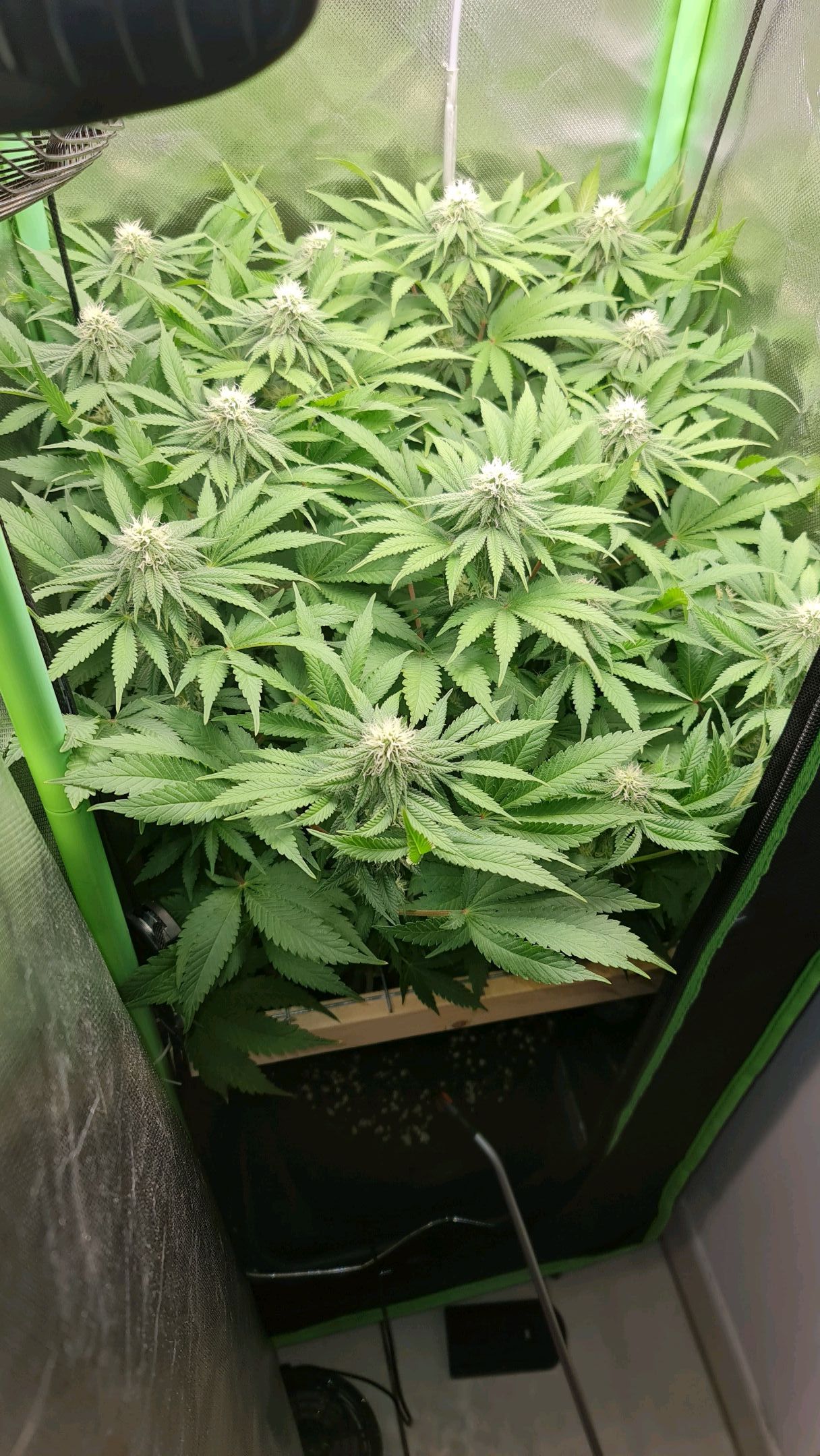 Critical Candy growlog photo 60