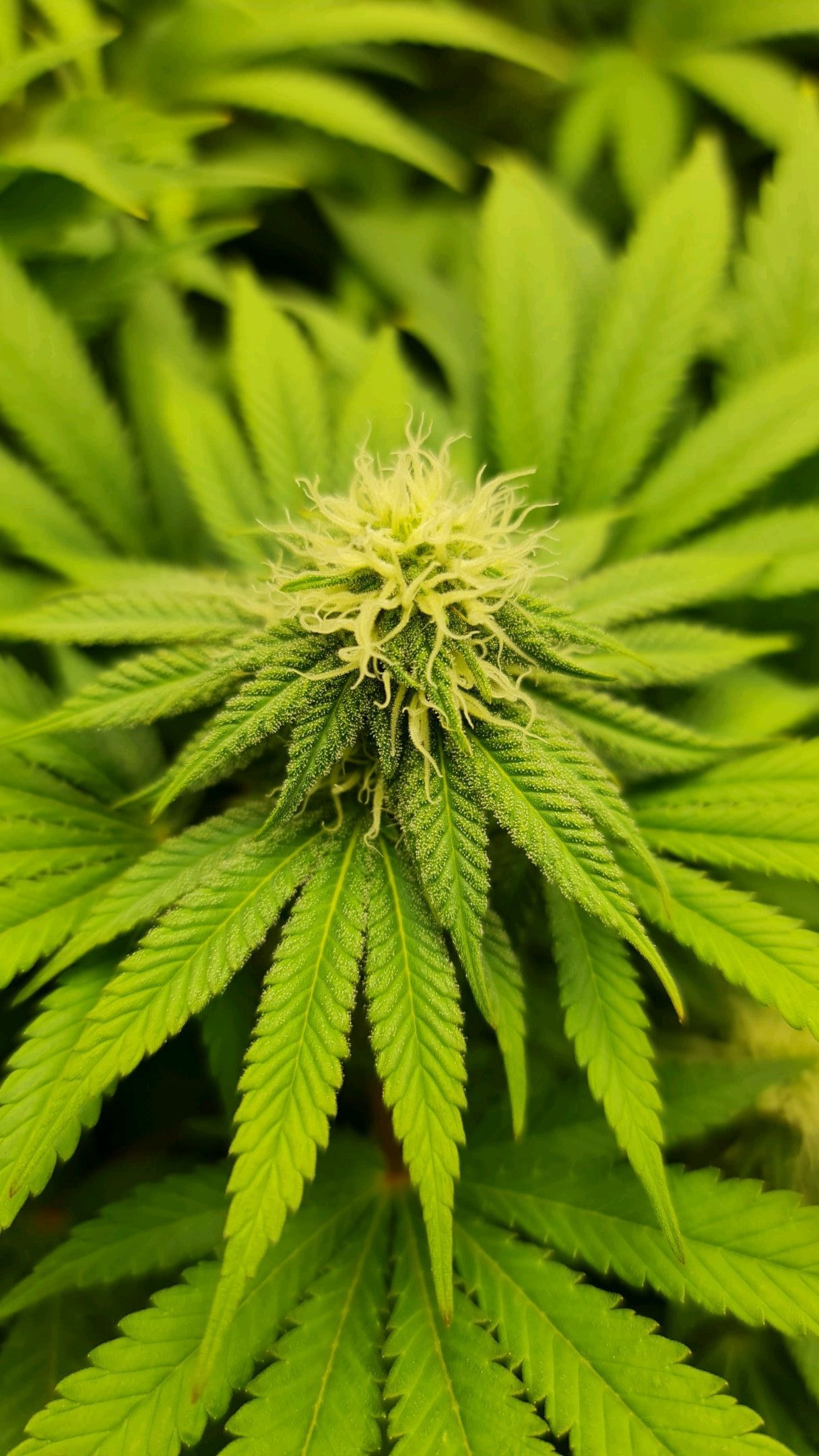 Critical Candy growlog photo 61