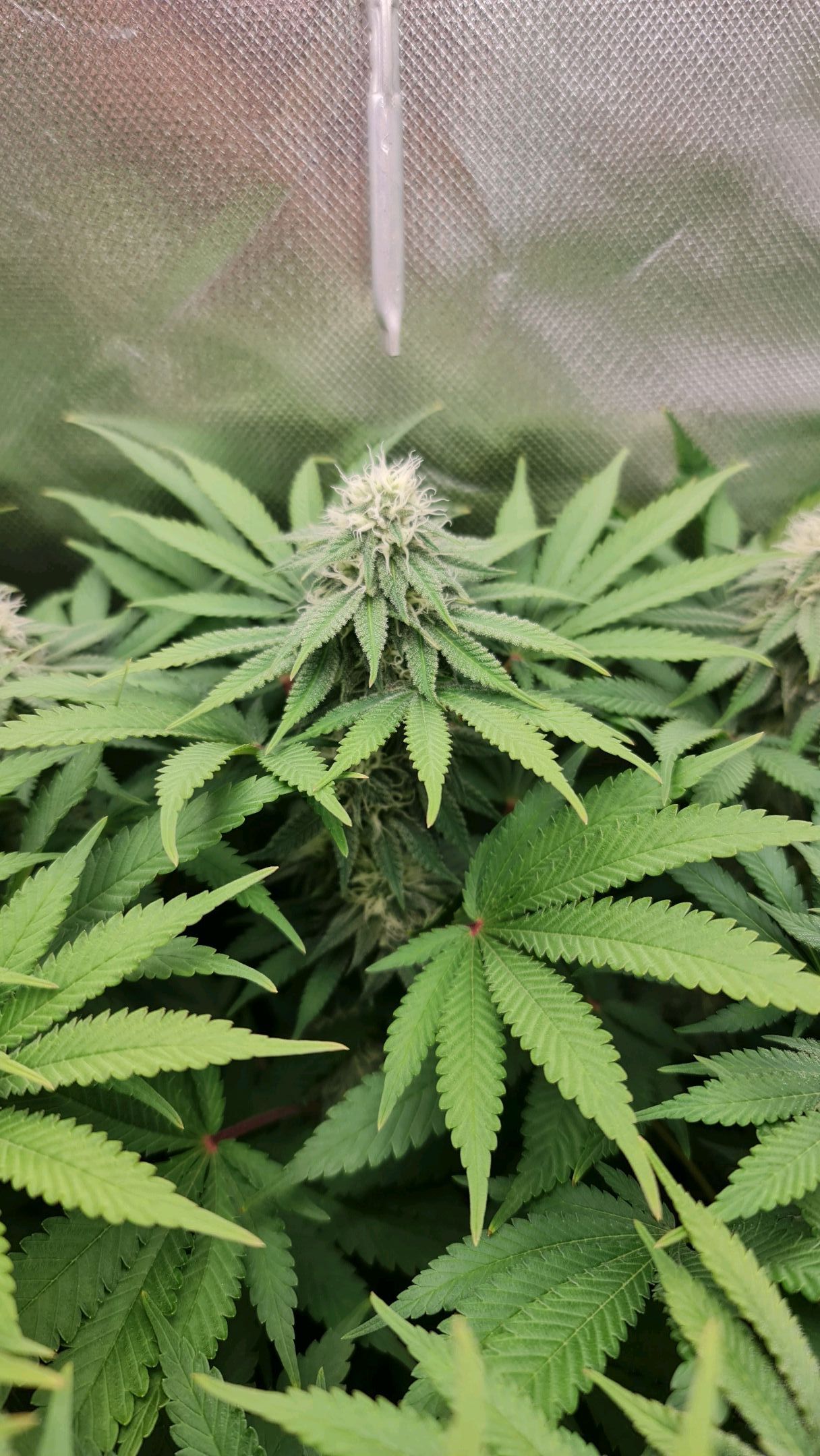 Critical Candy growlog photo 63