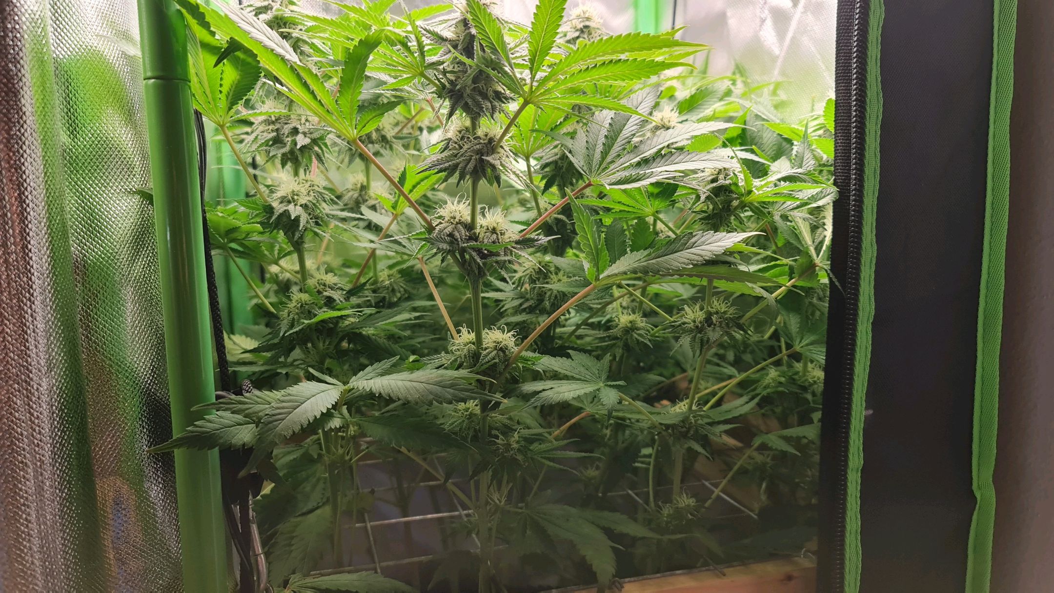 Critical Candy growlog photo 62