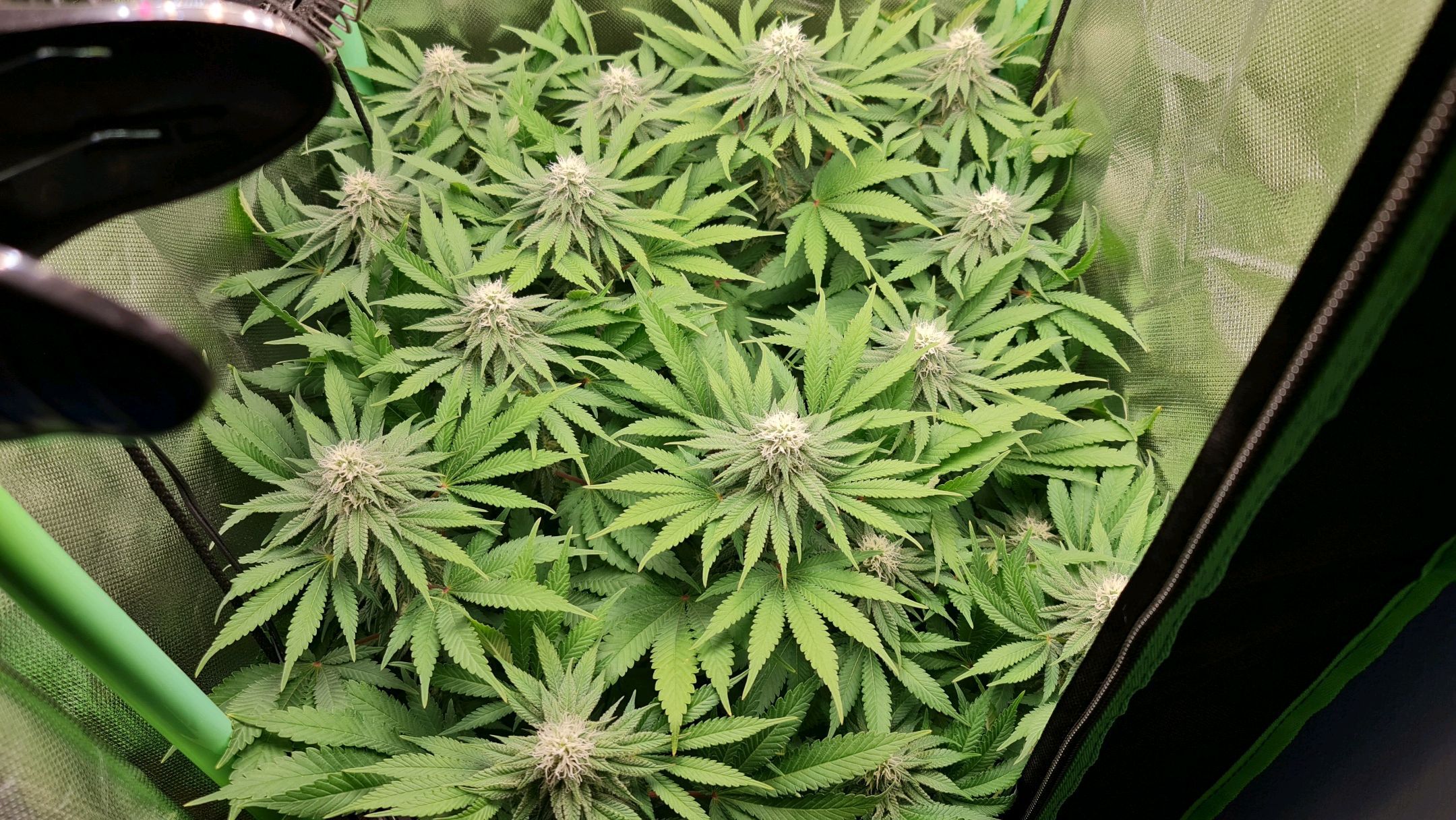 Critical Candy growlog photo 64