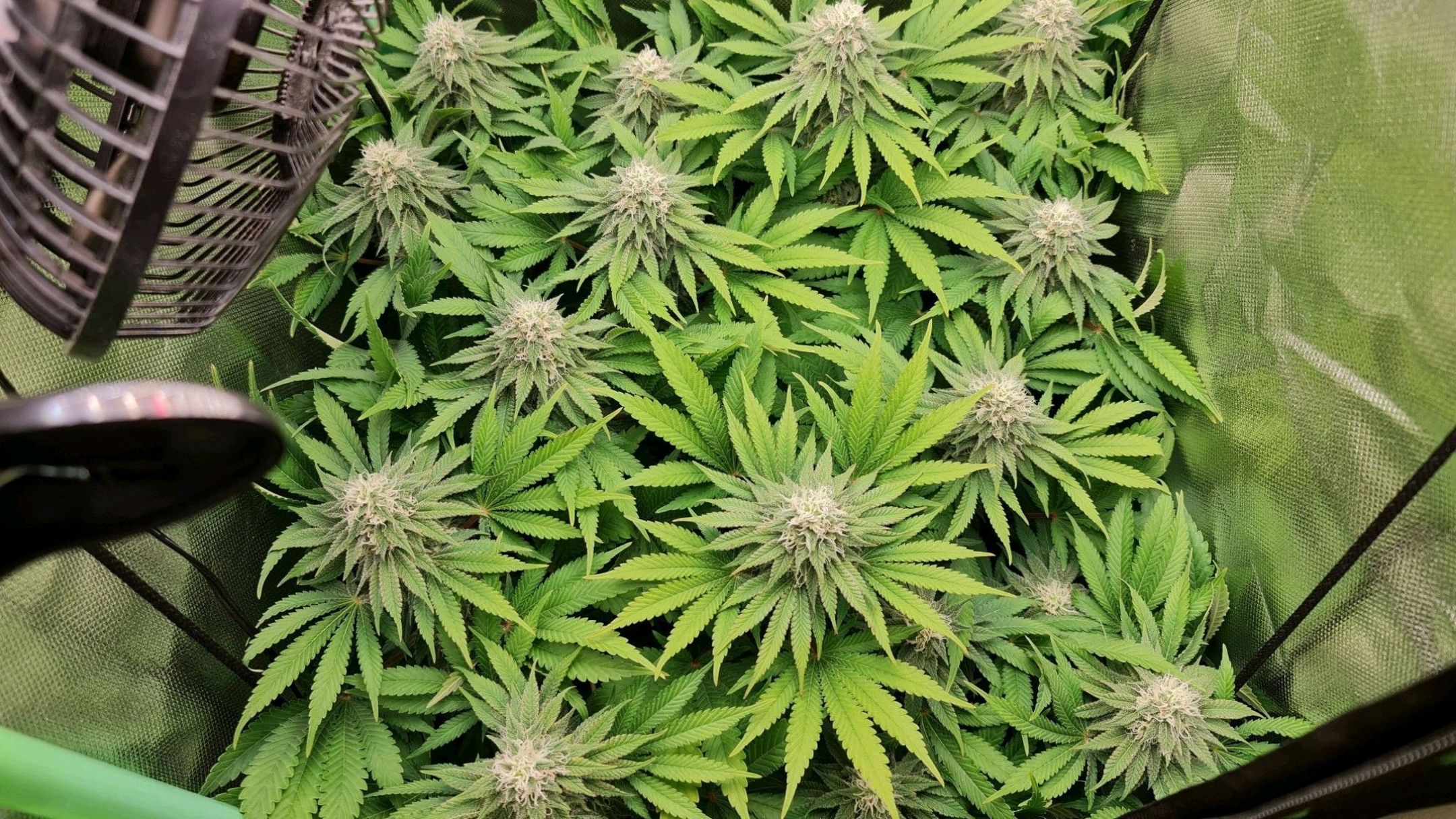 Critical Candy growlog photo 66