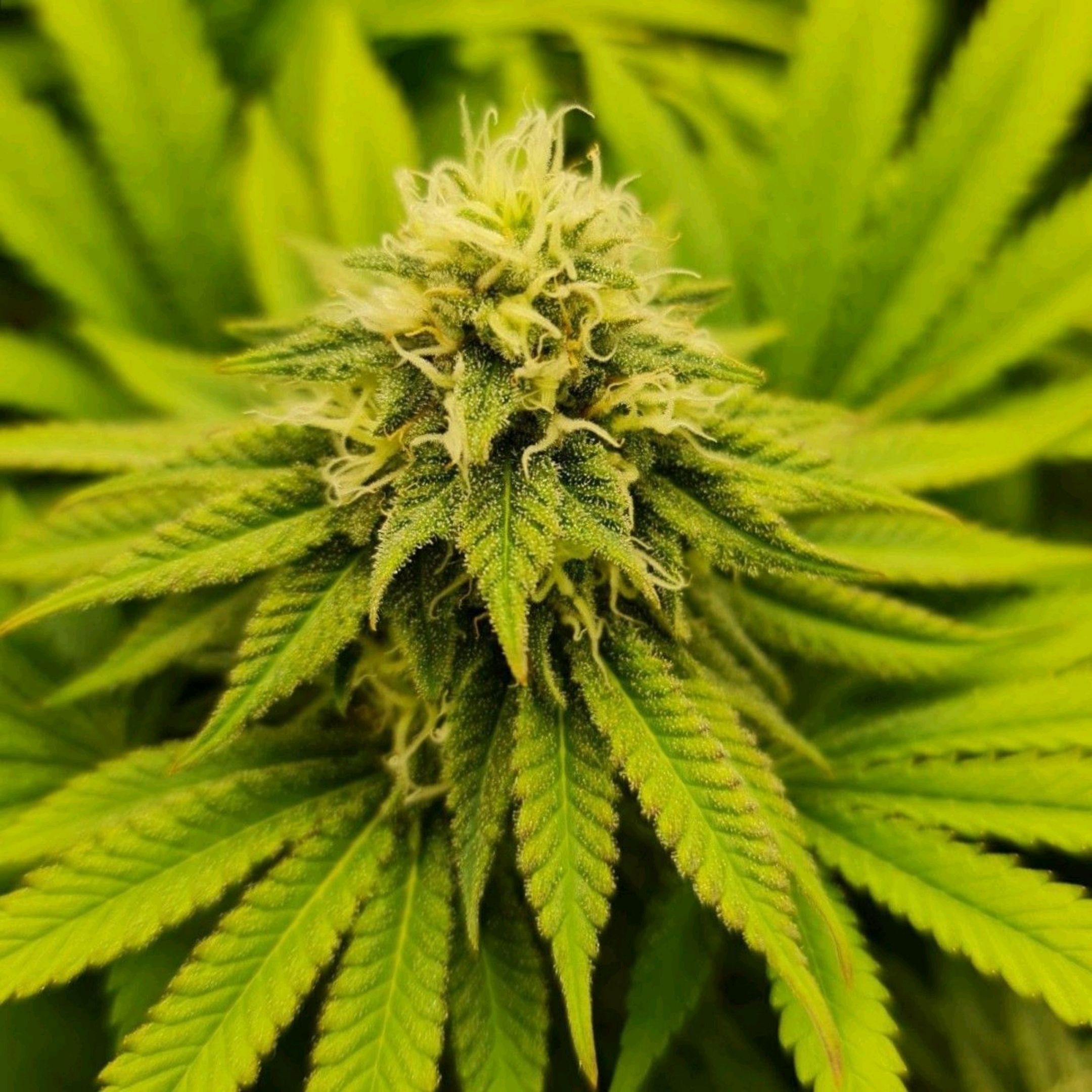 Critical Candy growlog photo 65