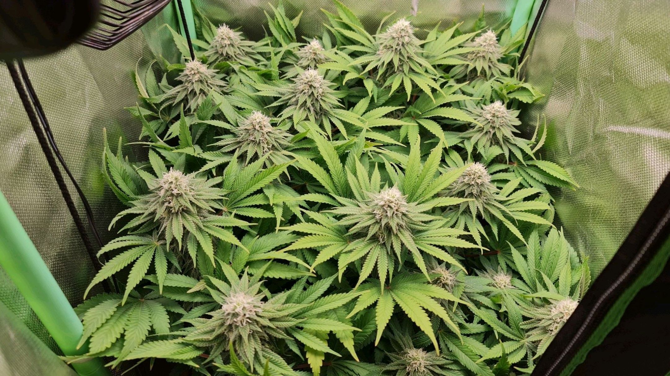 Critical Candy growlog photo 67