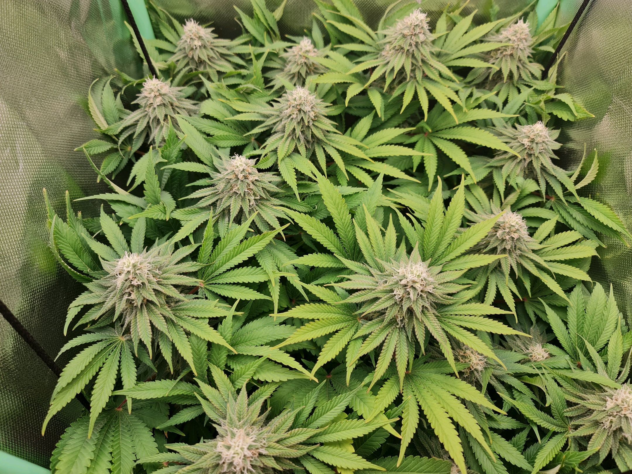 Critical Candy growlog photo 68