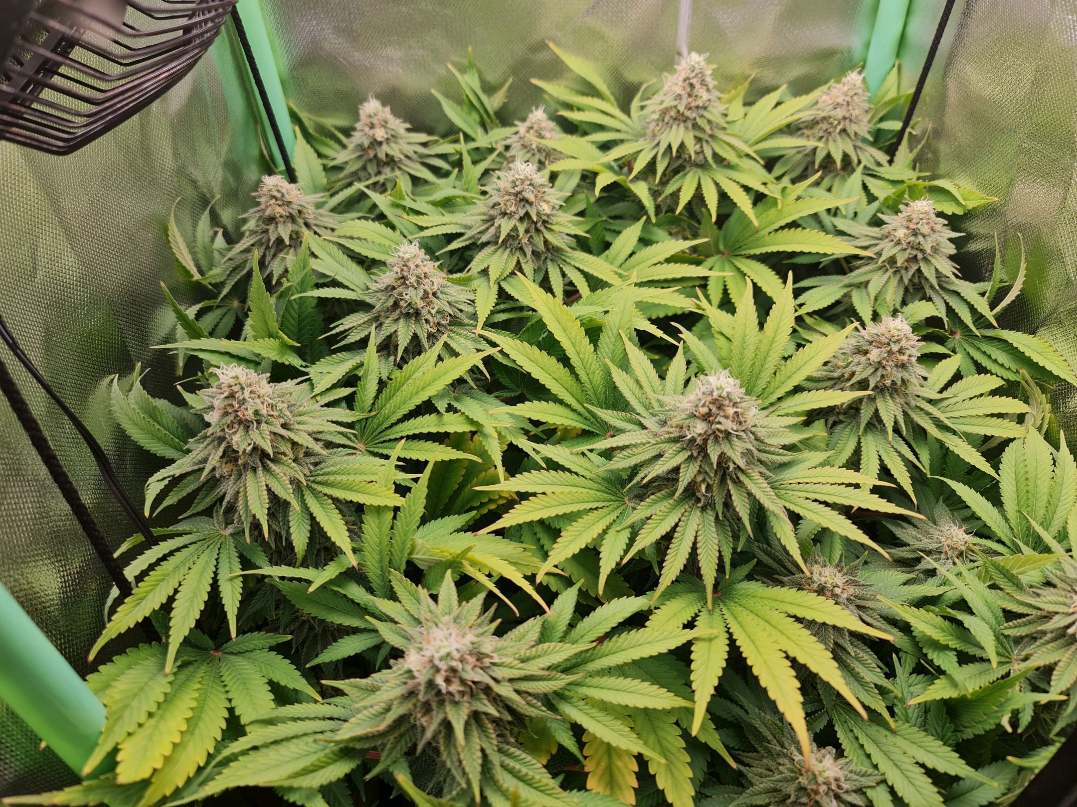 Critical Candy growlog photo 69