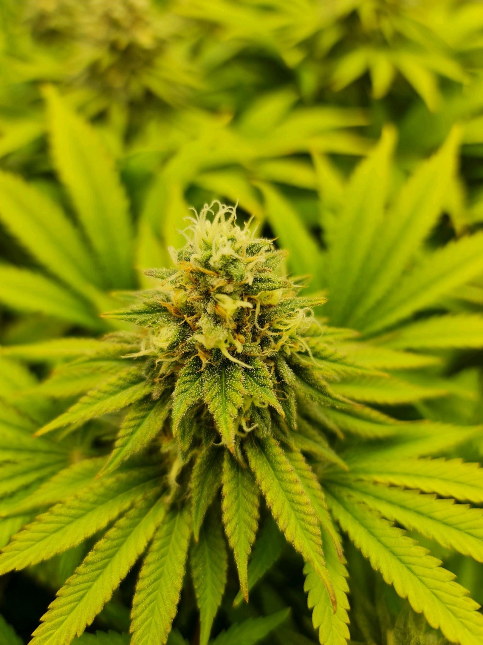 Critical Candy growlog photo 70