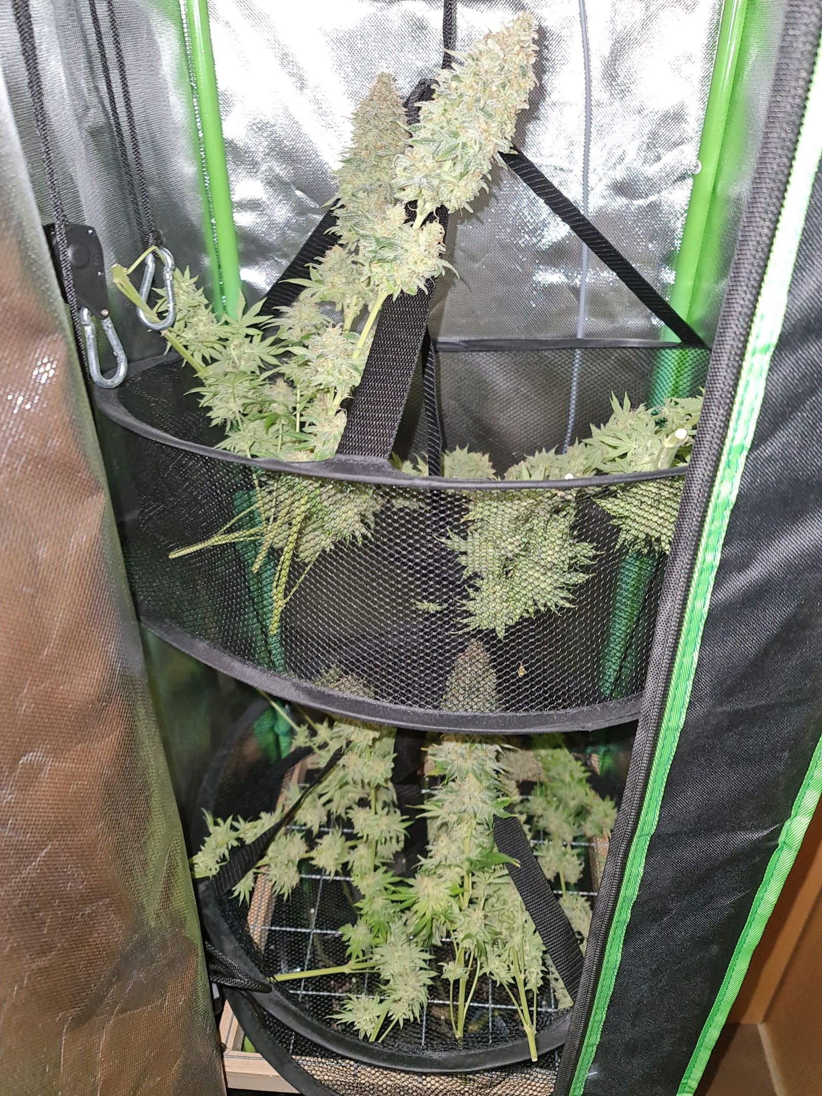 Critical Candy growlog photo 72