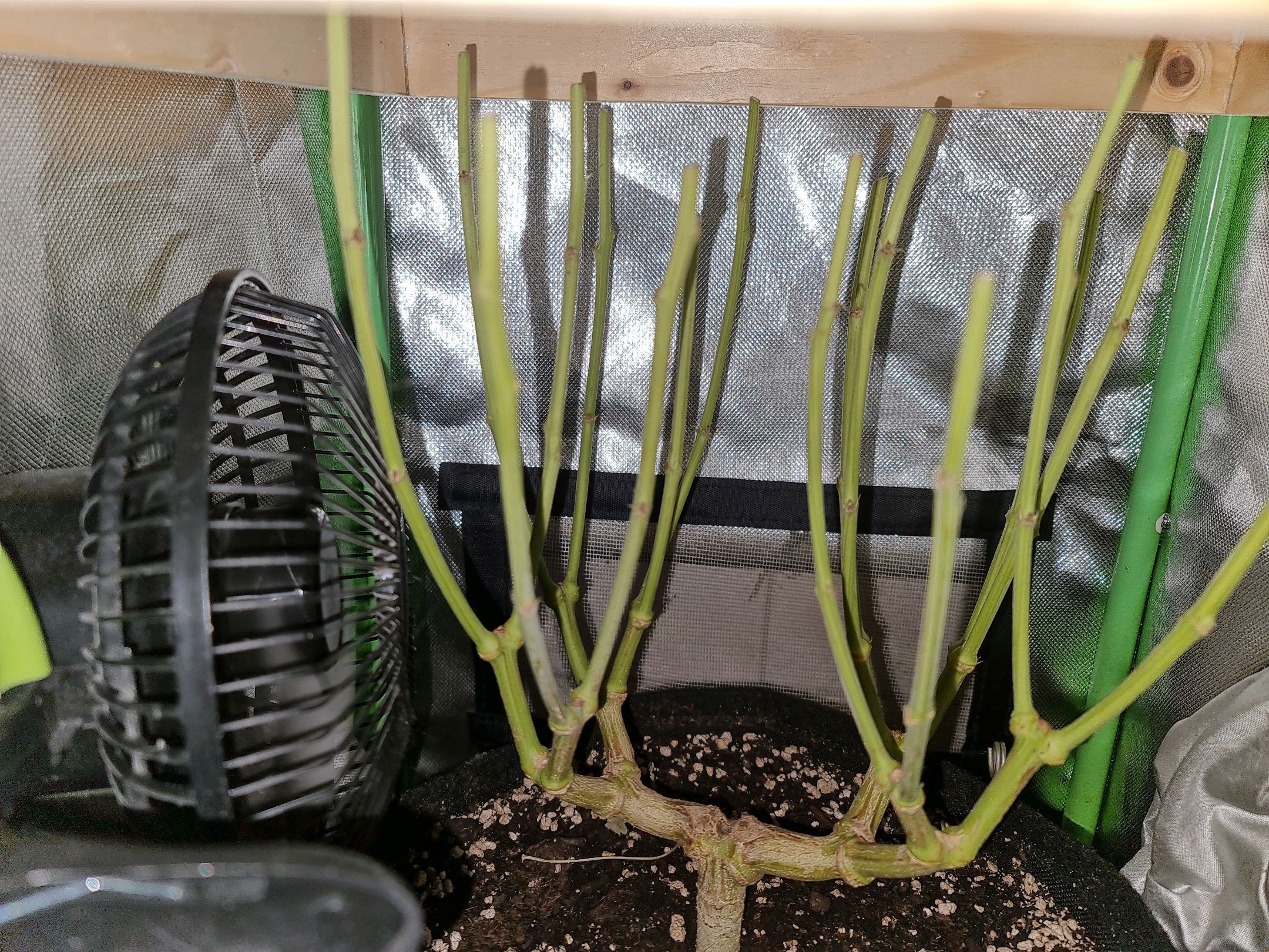 Critical Candy growlog photo 73