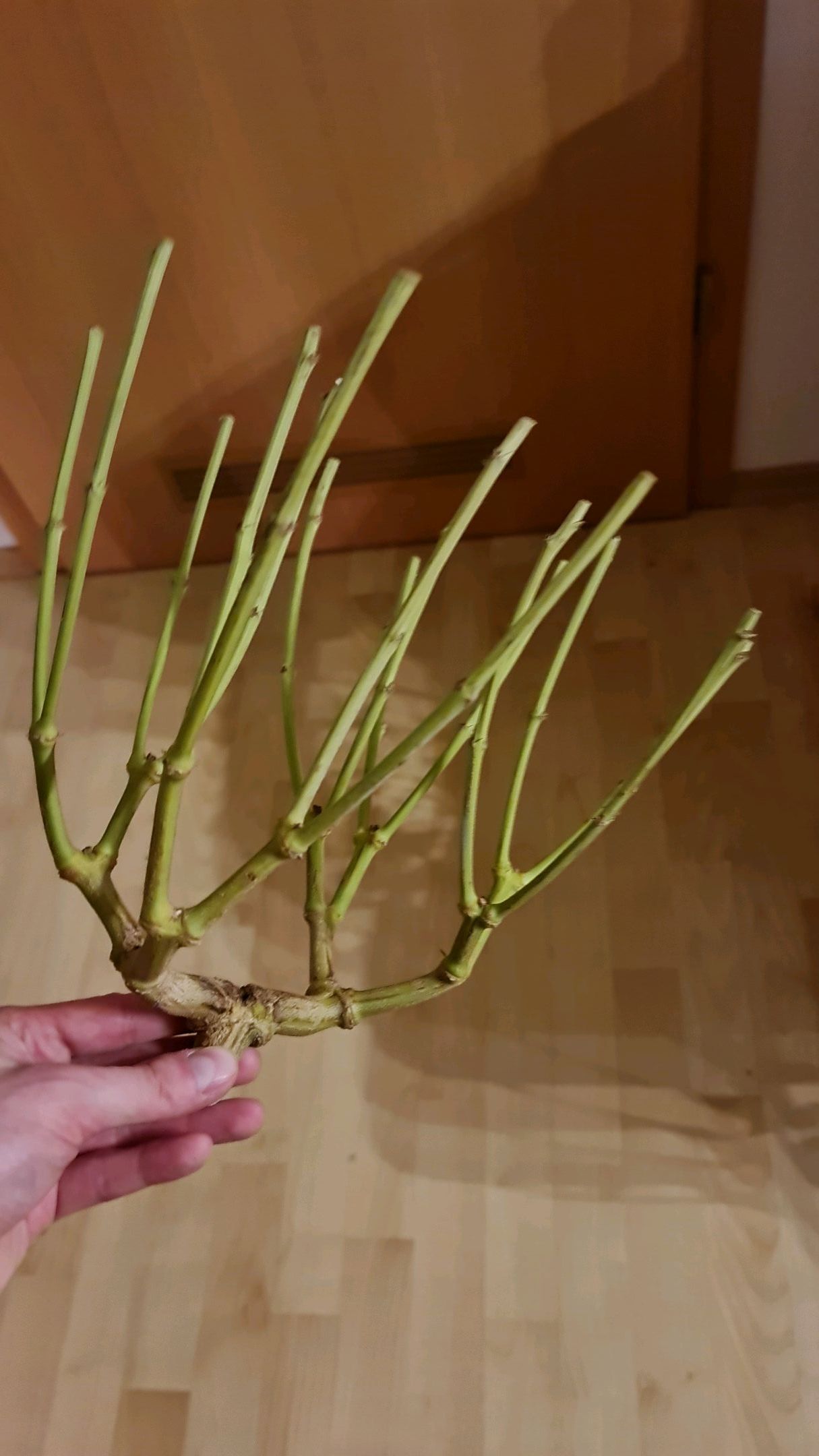 Critical Candy growlog photo 76