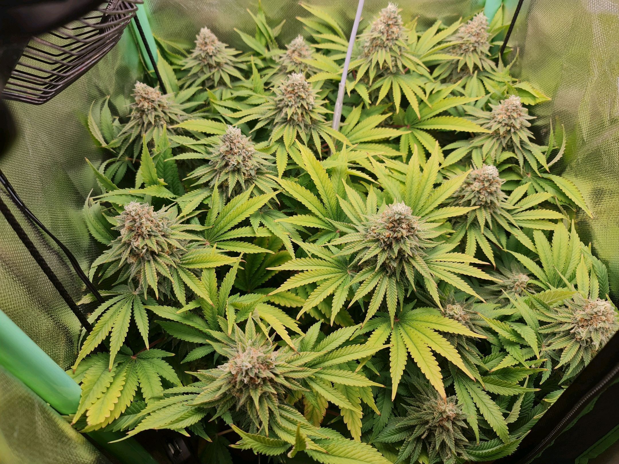 Critical Candy growlog header