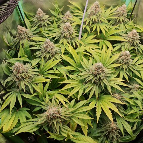 Critical Candy growlog in Indoor Box Klein