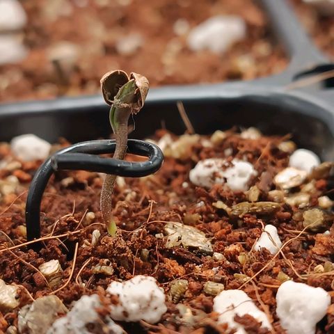 Selva negra 1 growlog timeline photo