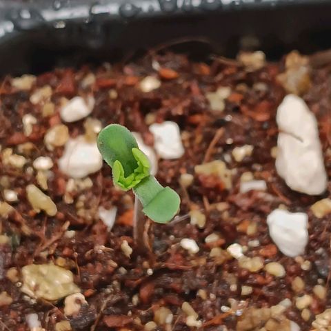 Selva negra 1 growlog timeline photo