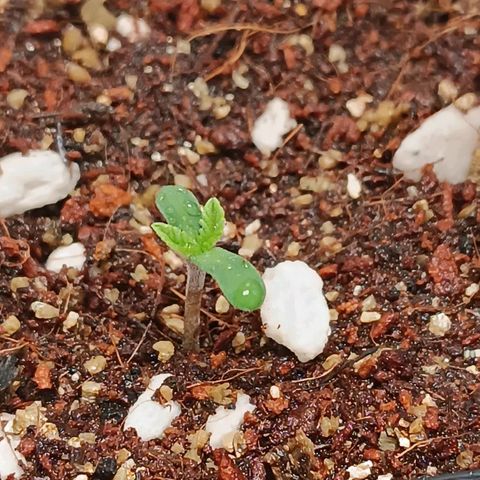Selva negra 1 growlog timeline photo