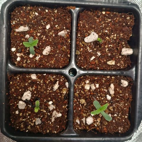 Selva negra 1 growlog photo: All of the seeds are now starting the seedlings stage 