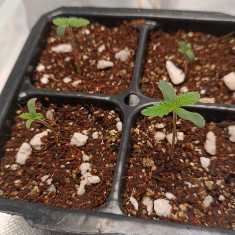 Selva negra 1 growlog photo: Oo e of the seedlings start showing more growing faster that the other 3 