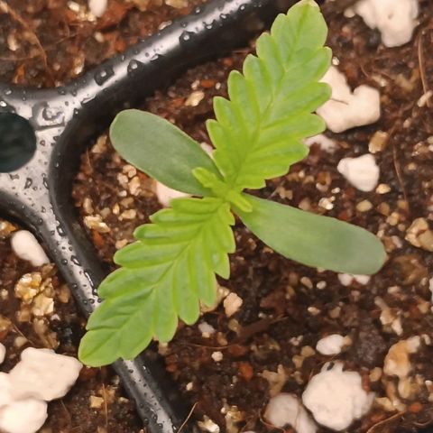 Selva negra 1 growlog photo: I noticed a yellow tip on one of the seedlings leaves, I start trying fix the water pH to see if it's to high for the plants nutrition. 