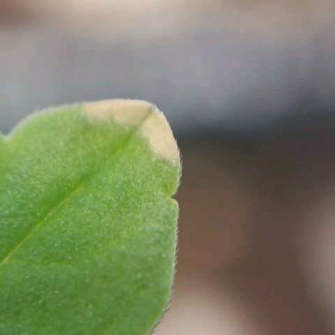 Selva negra 1 growlog timeline photo