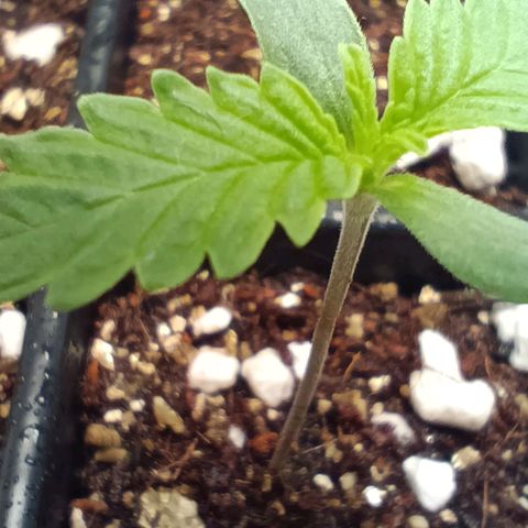 Selva negra 1 growlog timeline photo