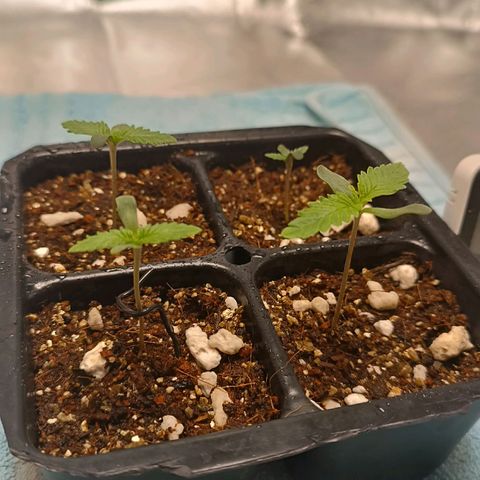 Selva negra 1 growlog timeline photo