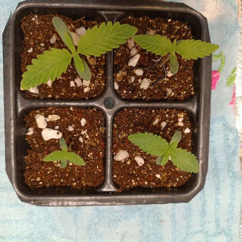 Selva negra 1 growlog photo: I noticed the second par of leaves are growing on the bigger two plants, I spray more water mix with g-humix