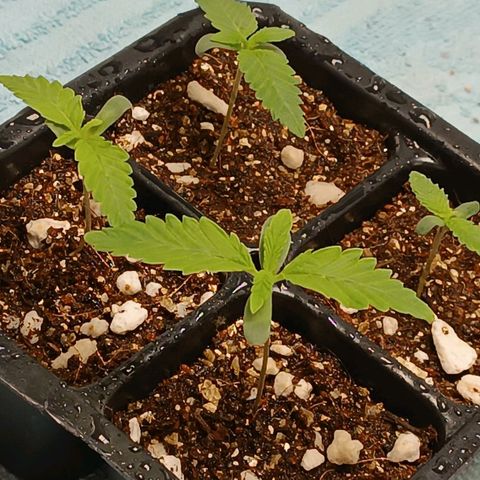 Selva negra 1 growlog timeline photo