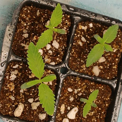 Selva negra 1 growlog timeline photo