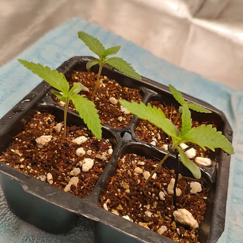 Selva negra 1 growlog timeline photo