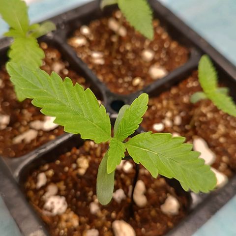 Selva negra 1 growlog timeline photo