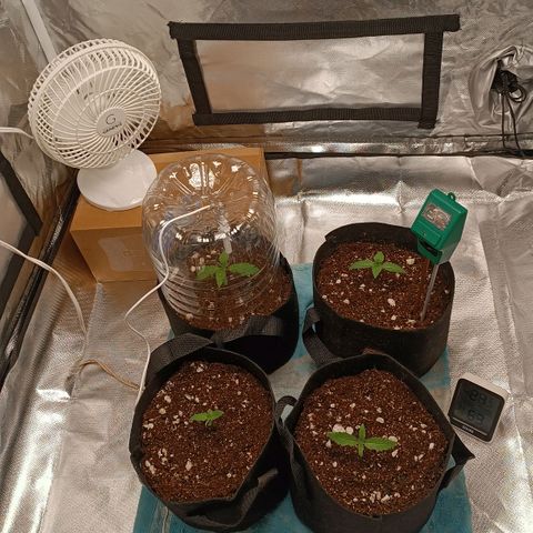 Selva negra 1 growlog timeline photo