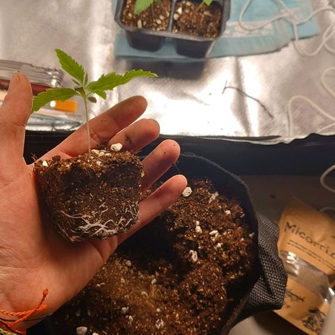 Selva negra 1 growlog timeline photo