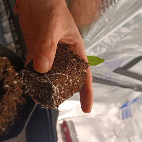 Selva negra 1 growlog timeline photo