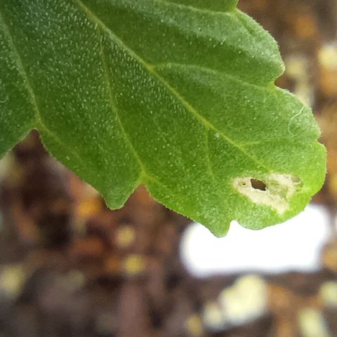 Selva negra 1 growlog timeline photo
