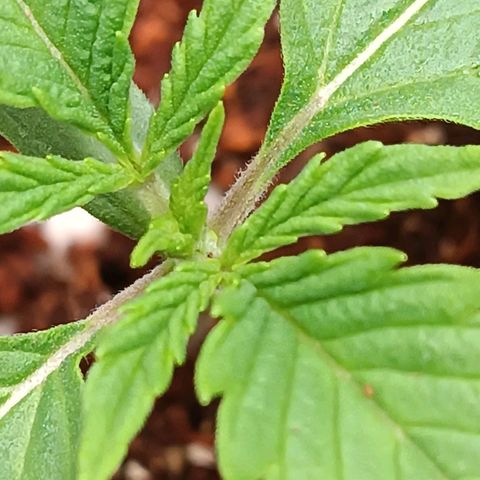 Selva negra 1 growlog timeline photo